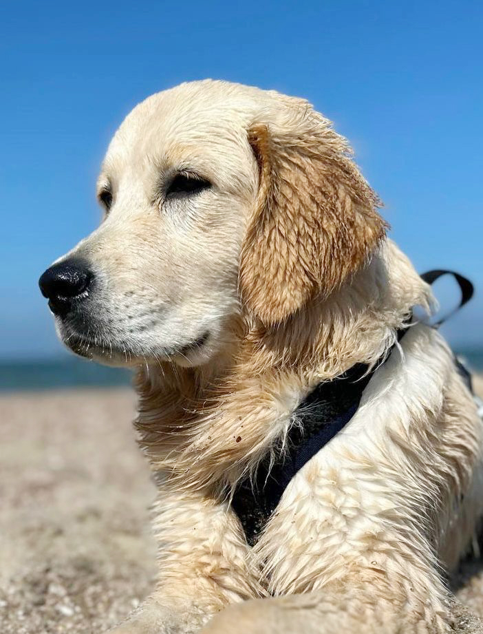 Dylan